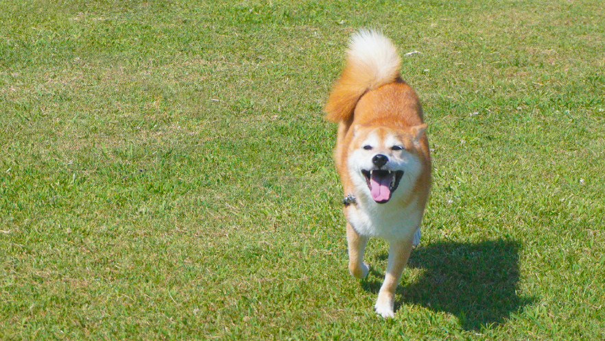 トップコンテンツ1-犬の写真